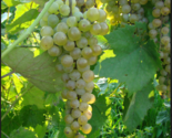 VIDAL BLANC Grape Vine - 1 Bare Root Live Plant - Buy 4 Get 1 Free! - $28.45+