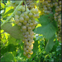VIDAL BLANC Grape Vine - 1 Bare Root Live Plant - Buy 4 Get 1 Free! - £22.48 GBP+