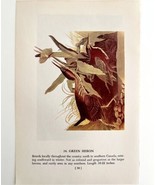 Green Heron Bird Lithograph 1950 Audubon Antique Art Print DWP6D - £23.67 GBP