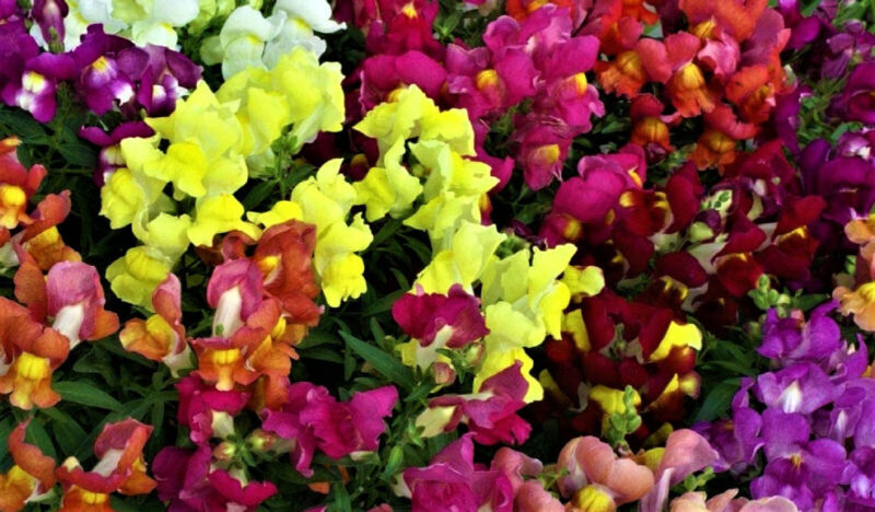 Snapdragon Seeds Dwarf Mix 1,000 Seeds Non-Gmo Fast Shipping - $7.99
