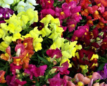 Snapdragon Seeds Dwarf Mix 1,000 Seeds Non-Gmo Fast Shipping - $7.99