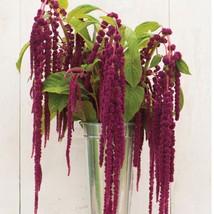 USA Seller 1000 Amaranth Love Lies Bleeding Seeds Free Shipping - £14.01 GBP