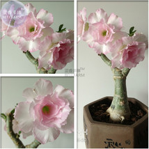 Heirloom Light Pink Aniumde Obesum Desert Rose Seeds 2 Seeds double petals - £7.88 GBP