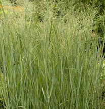 Switch Grass Seeds 300 Panicum Virgatum Perennial Ornamental Grass Fresh... - $76.82 MXN