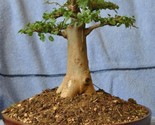 Baobab Tree Adansonia Digitata 5 Viable Untreated Seeds - £13.89 GBP