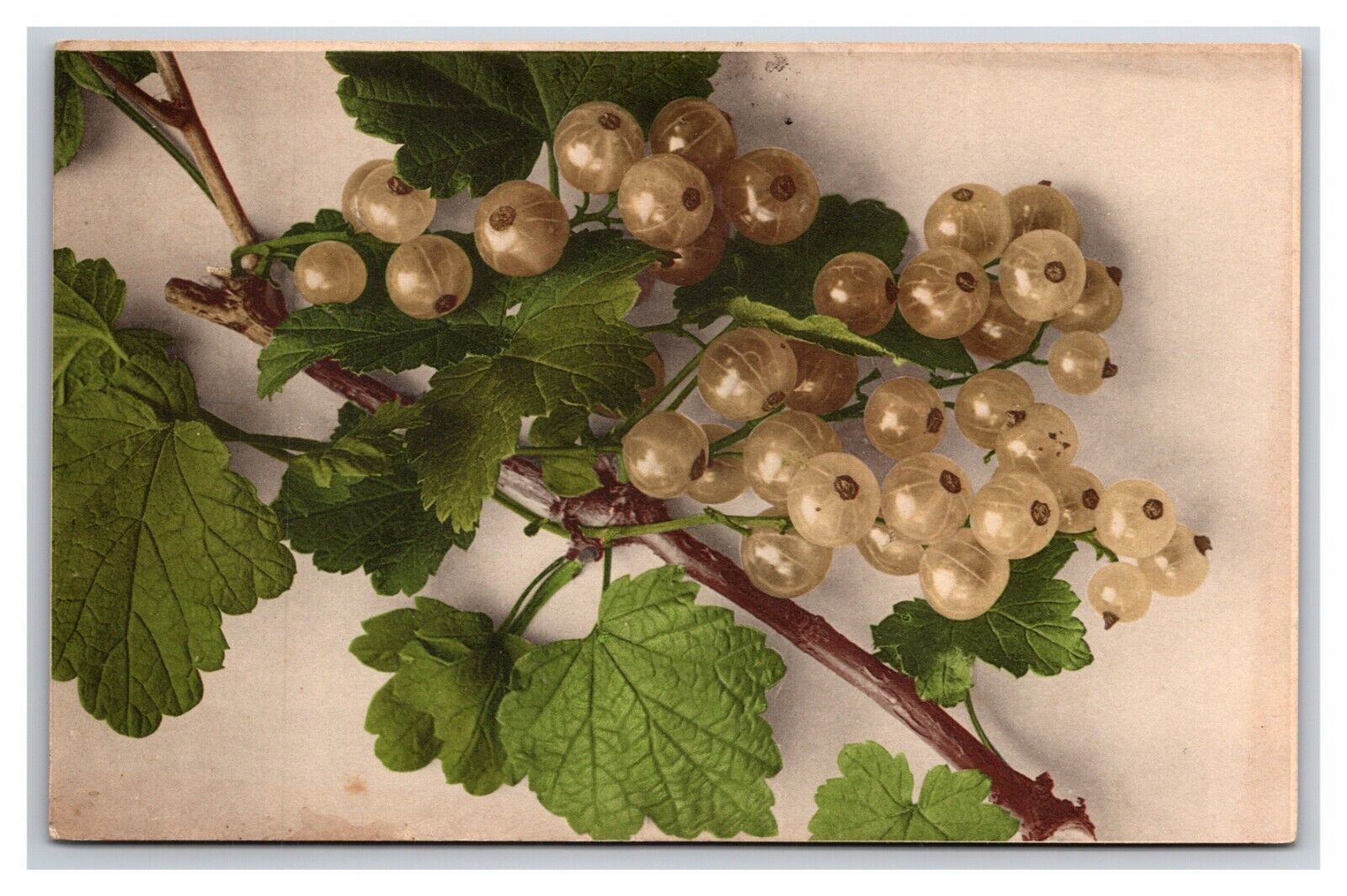 Primary image for White Grapes ON Vine UNP DB Postcard Z4