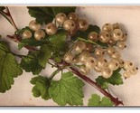 White Grapes ON Vine UNP DB Postcard Z4 - £2.29 GBP