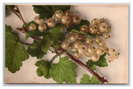 White Grapes ON Vine UNP DB Postcard Z4 - $2.92