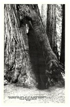 Redwood Tree Muir Woods Standing Room for 27 People RPPC Postcard - £8.75 GBP