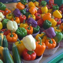 100 California Wonder Bell Pepper Seeds Heirloom Color Mix Gardening USA SELLER - £9.22 GBP