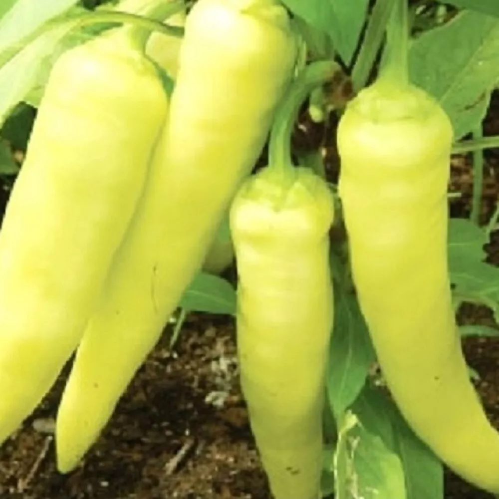 BPASTORE 25 Sweet Banana Pepper Non-Gmo Pepper Seeds Online - $9.39