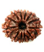 12 Mukhi Rudraksha - Collector Size - 26.35 mm - Nepal - IGL Certified - €128,82 EUR