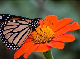 AW 25 Mexican Torch Sunflower Orange Bloom Fresh Seeds Tithonia Rotundif... - $9.64