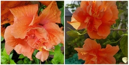 Tropical Double Orange Hibiscus Well Rooted 3 To 5 Inches Live Plant - £23.91 GBP