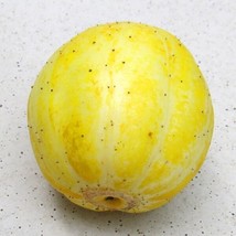Lemon Cucumber Seeds 50 Seeds Sweet Tender Variety Fresh - £14.24 GBP