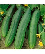 MX Cucumber Straight Eight 25 Through 400 Seeds Heirloom High Yields 8 B... - $10.09