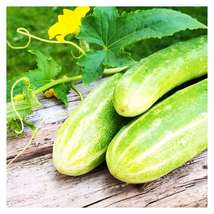 Double Yield Cucumber seeds. - $2.99