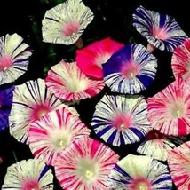 RAFHSTORE 20 Carnival Mix Morning Glory Seeds Annual Flower Flowers Climbing Vin - £7.28 GBP