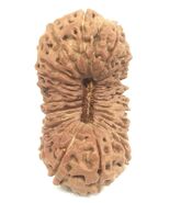 Super Collector 19 Mukhi Rudraksha  - Java - 27.51 mm - IGL Certified - $2,040.16 CAD