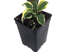 1 Pc 2.5&quot; Pot Smallest Hosta Flowers, Hosta Perennial Live Plant | RK - £38.16 GBP