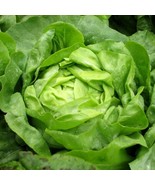 LD 1000 Lettuce Seeds Buttercrunch Heirloom Non Gmo Fast Growing - $181.52 MXN
