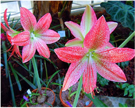 5 True Amaryllis Bulbs Papilio Hippeastrum Bulbs 24 Colors Barbados Lily Potted  - $38.22