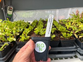 Venus Flytrap ‘Dente’ – (Dionaea muscipula) Carnivorous Plant - $26.70