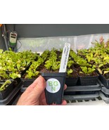 Venus Flytrap ‘Dente’ – (Dionaea muscipula) Carnivorous Plant - $37.43 CAD