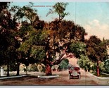 Live Oaks on Residential Drive California CA UNP Unused DB Postcard C16 - $7.43