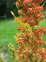 Fresh Lambsquarters Lamb&#39;S Quarters Seeds For Planting (100 Seeds) - Chenopodium - $19.92