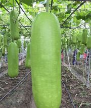 Calabash Bottle Gourd 15+Seeds Chinese Pugua Nam Tao Yao Lauki Opo Vegetable USA - £9.40 GBP