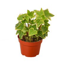 Live Plant - English Ivy Gold Child - 4&quot; Pot - Fairy Garden/Houseplant  - £32.06 GBP