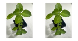 Mexican Mint~2 Cuban Oregano~Spanish Thyme~Well Rooted plant 5 to 7 Inches - £29.10 GBP