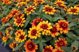 PWO 100+ Profusion Red-Yellow Bicolor Zinnia Seeds For Garden - Usa - ! - £5.08 GBP