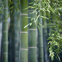 live plant 24”-36” inches tall Moso Bamboo (Phyllostachys edulis) - £60.10 GBP