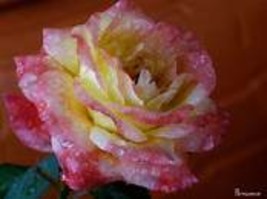 New Yellow Red Stripped Soft Rose Bush Plant Seeds A00205  - £7.85 GBP