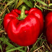 30+ Sweet Big Red Pepper Seeds!  Heirloom Bell Peppers Planting Garden - £4.36 GBP