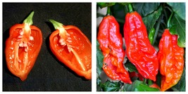 100 Seeds Red Chili Devils Tongue Hot Pepper Fresh Garden - £23.97 GBP