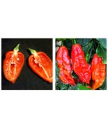 100 Seeds Red Chili Devils Tongue Hot Pepper Fresh Garden - £22.77 GBP