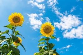 50	King Kong Sunflower Flower Seeds - $19.85