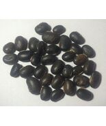 1 Kg. Raw Mucuna Pruriens Seeds Velvet Bean Wildharvested India - €127,79 EUR