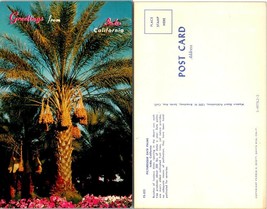 California Indio Greetings Pink Flowers Date Palm Tree Blue Sky Vintage Postcard - £7.56 GBP