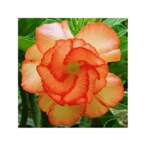 Grow In US 4 Orange Desert Rose Seeds Adenium Obesum Flower Perennial Flowers Se - £8.83 GBP