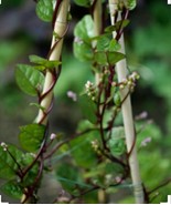 30 Red Malabar Spinach Seeds - $168.96 MXN