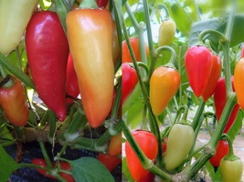 Variety Size Santa Fe Grande Hot Pepper Guero NON-GMO Seeds - £9.19 GBP+