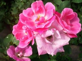 Pink Knock Out®  Medium Pink Rose 1 Gal Shrub Plants Plant Disease Resis... - £38.11 GBP