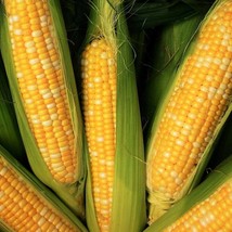 USA Seller Peaches And Cream Sweet Corn Seeds Bicolor Yellow &amp; White Sugaryenhan - $13.95