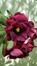 Thai Purple Adenium Desert Rose, 2 Seeds - £9.57 GBP