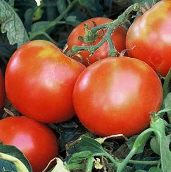 50 Seeds Holland Tomato Juicy Tomatoe Vegetable Edible Food Fresh - £8.24 GBP