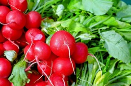 Radish Cherry Belle HEIRLOOM 100+ Seeds 100% Organic Non GMO Grown In USA - $3.59